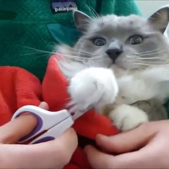 WHISKER CITY NAIL SCISSORS FOR CATS WITH SMALL CLAWS PETS NEW - Picture 2 of 5